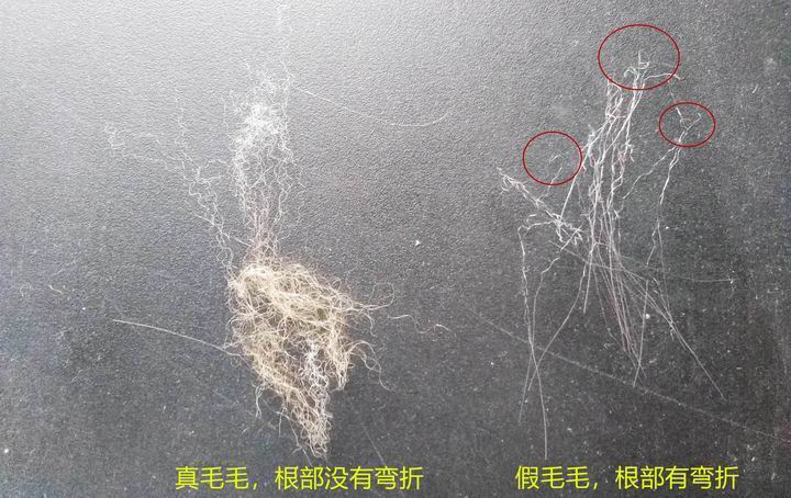 396 -《真毛領(lǐng)子、假毛領(lǐng)子怎么辨別？小心獺兔毛領(lǐng)子替換水貂毛領(lǐng)子！》