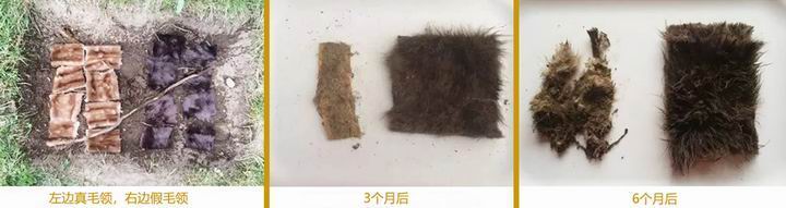 396 -《真毛領(lǐng)子、假毛領(lǐng)子怎么辨別？小心獺兔毛
領(lǐng)子替換水貂毛領(lǐng)子！》