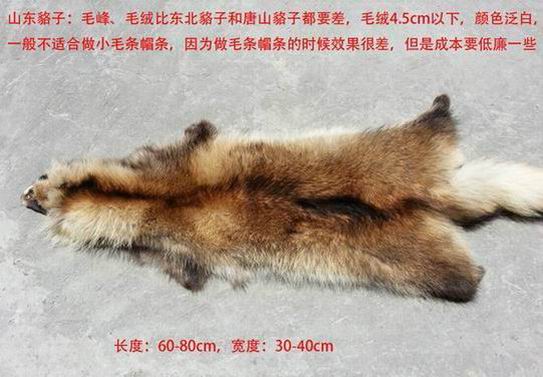 貉子毛和狐貍毛哪個好？-689