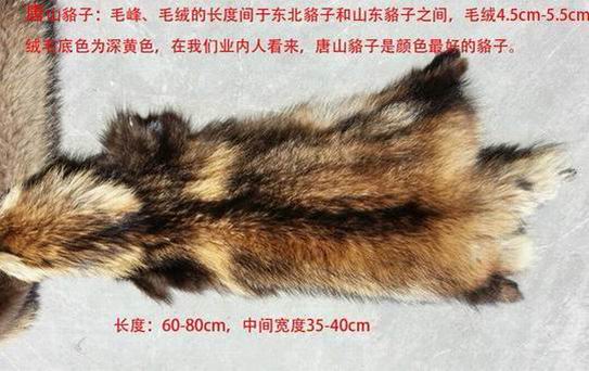 貉子毛和狐貍毛哪個好？-689
