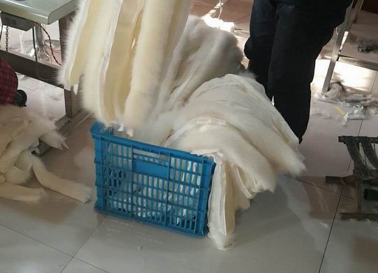 仿狐貍毛越來越像，區(qū)分的殺手锏在這里-692