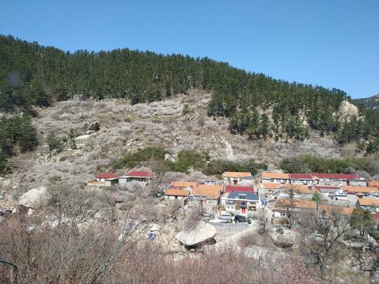 春天來了，組織大家去嶗山踏春