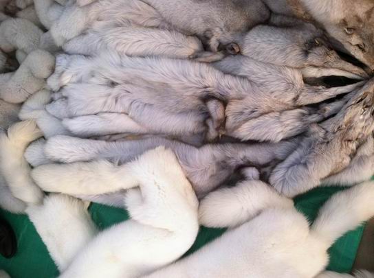 狐貍毛領(lǐng)貉子毛領(lǐng)可能傳播狂犬病！是真的嗎？-730