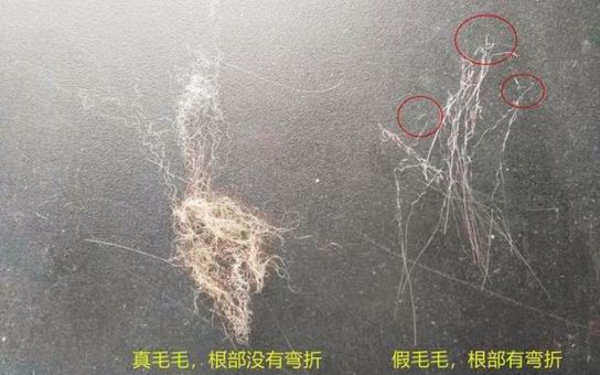 真假狐貍毛領(lǐng)子怎么區(qū)分不上當？-742