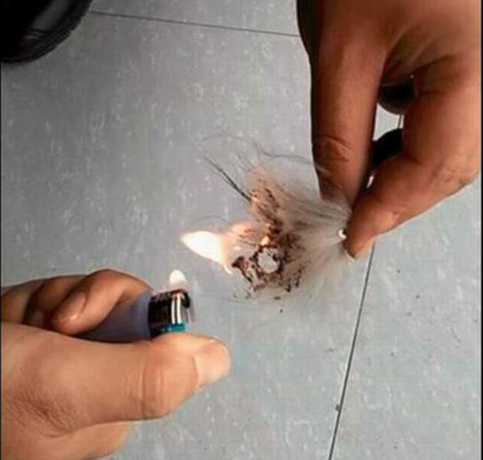 真毛領假毛領，為啥越來越難區(qū)分了？-759